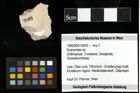 Foto (Objekt + Etiketten) von Eodromites sp. 